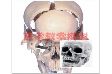 醫(yī)學(xué)教學(xué)模型行業(yè)前景與國內(nèi)外參與者分析（附報(bào)告目錄）
