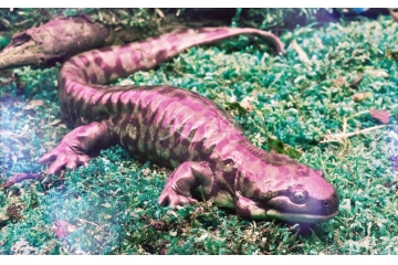 大鯢養(yǎng)殖及深加工行業(yè)發(fā)展驅(qū)動(dòng)因素與進(jìn)入障礙（附報(bào)告目錄）